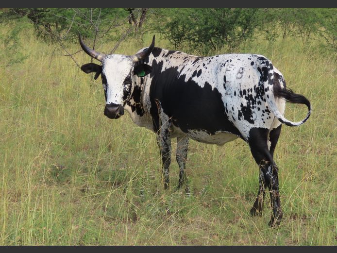 Commercial Animals | MATLA (O.T. Jannasch)