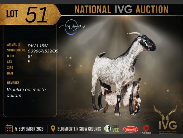 DV 21 1582 | MADIRU STUD