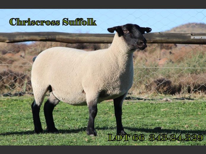 343 240329 | CHRISCROSS SUFFOLKS