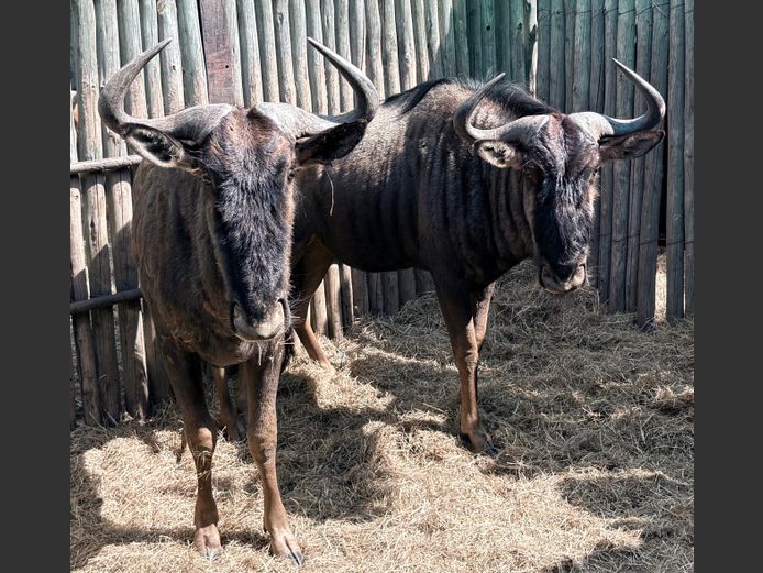 Blouwildebees Bulle