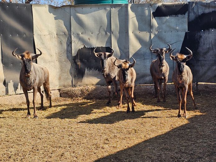 BLUE WILDEBEEST | AYLESHAM TRUST