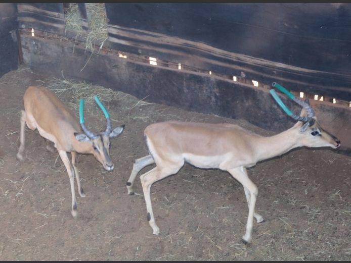 ROOIBOKKE