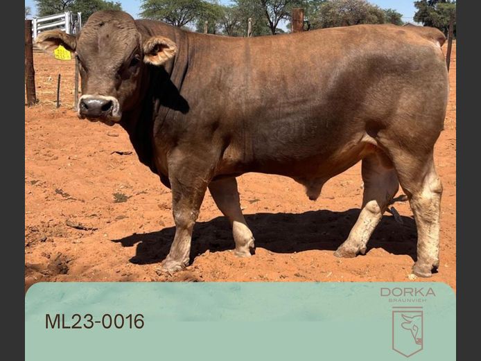 23-0016ML | DORKA BRAUNVIEH