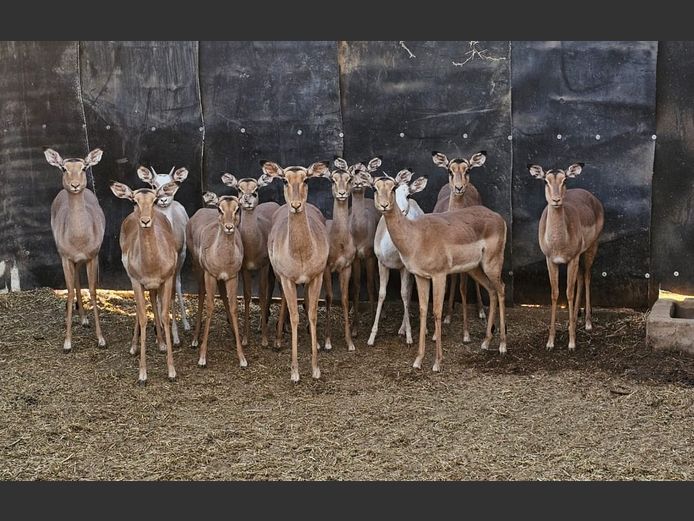 WHTE FLANKEDSPLIT IMPALA | @ MARULA