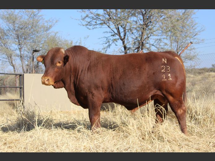 23-0011N | OAS BEEFMASTERS