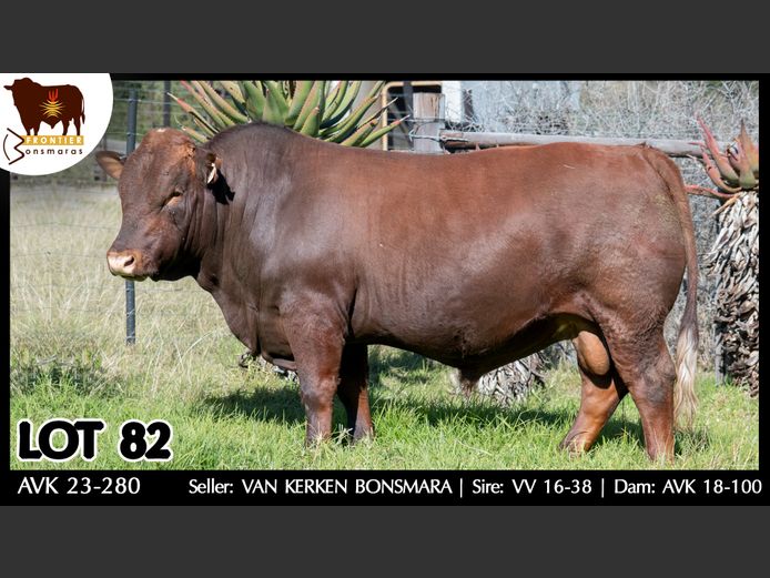 AVK 230280 | VAN KERKEN BONSMARA