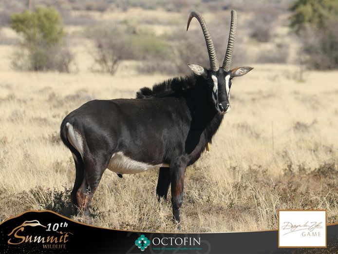 46 1/8" Sable Bull