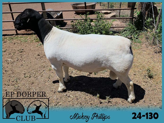 24-130 | Mickey Phillips