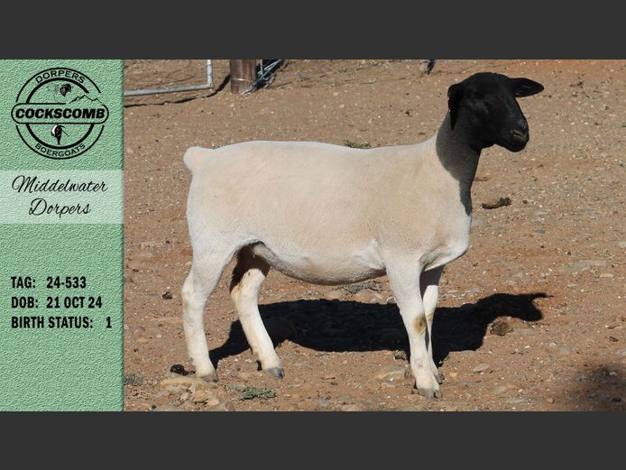 24-533 | Middelwater Dorpers