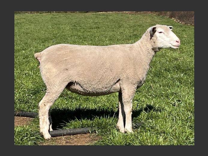 BS 240192 | HAGELAND ILE DE FRANCE