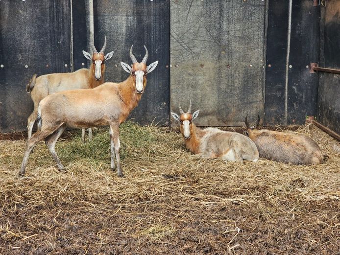 BLESBUCK | R.A.H. WILD