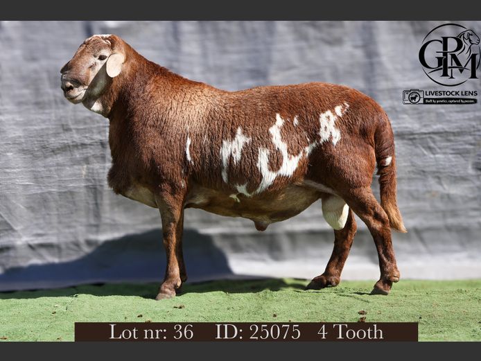 25-075 | Pearson Meatmasters