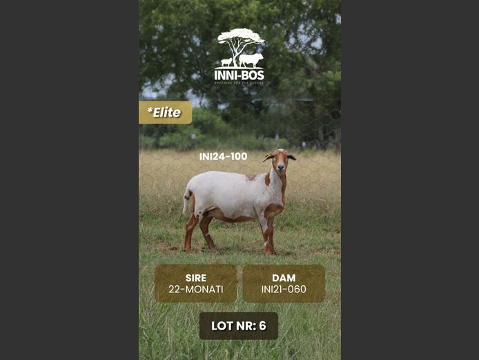 INI24-100 *Elite