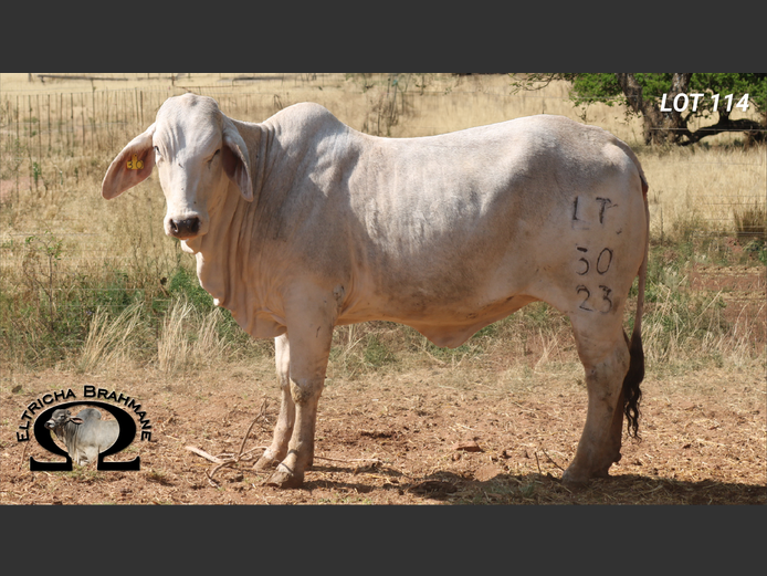 Commercial Animals | ELTRICHA BRAHMANE