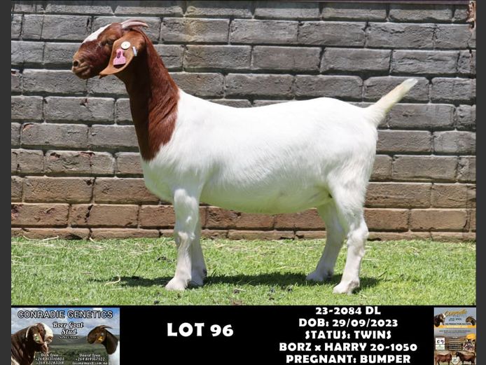 23-2084 DL | DAWID LOUW