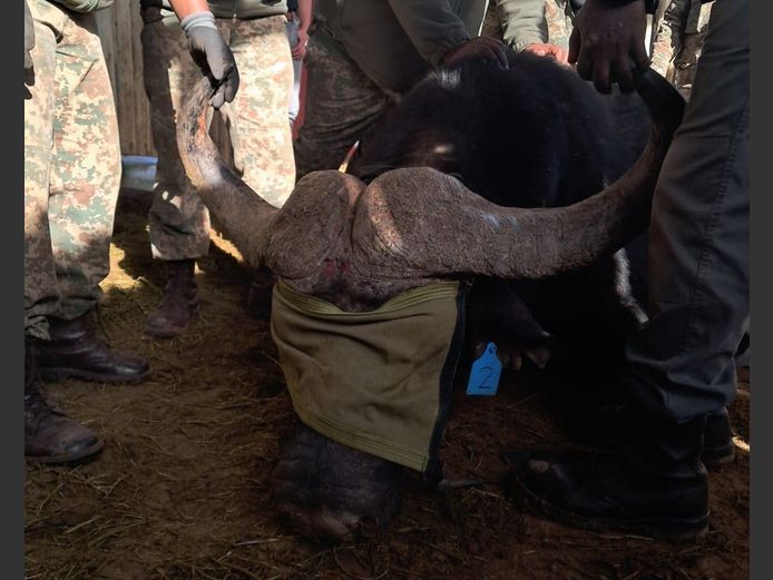 Buffalo Bull | SANParks - Addo Elephant National Park
