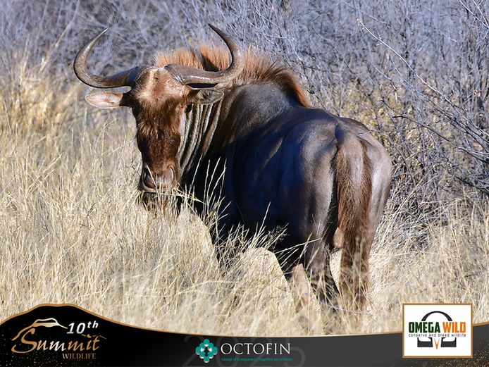 26" Seretse Wildebeest Bull