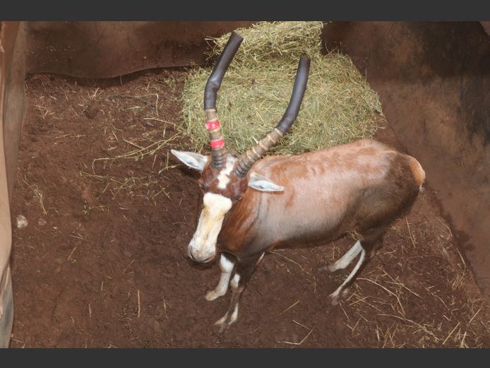 BLESBOK RAM R: 18" & L: 18 1/8" 