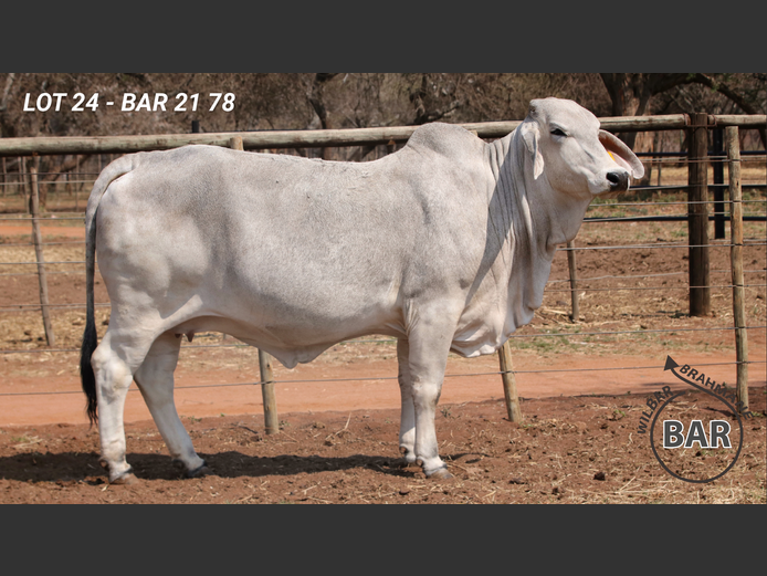 BAR2178 | BARNARD WJ