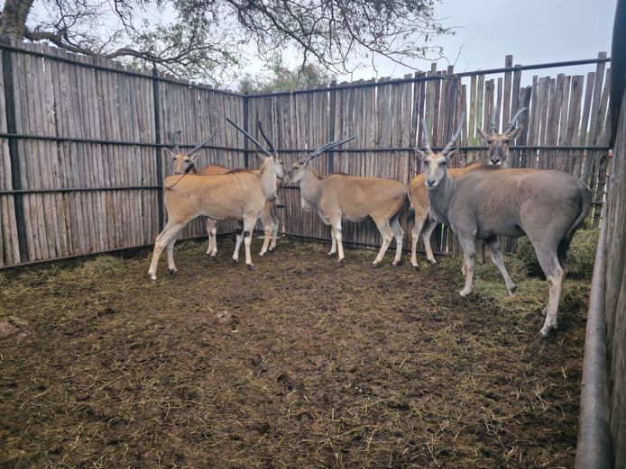 ELAND | HANLEY