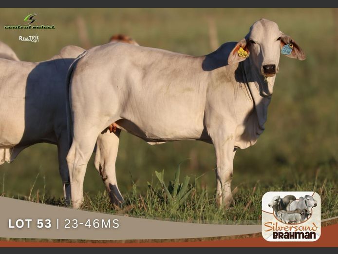 23-0046MS | SILVERSAND BRAHMAN