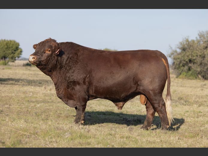 SF230002 | SKIETLAAGTE FARMS PTY LTD
