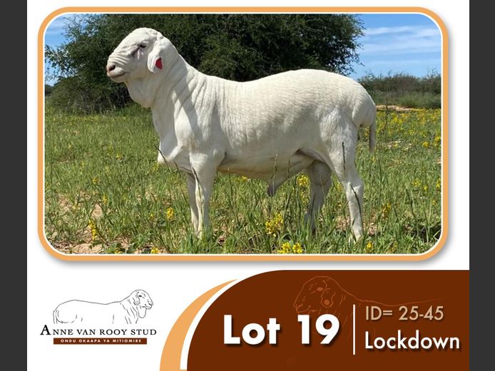 25-45 | ANNE VAN ROOY STUD