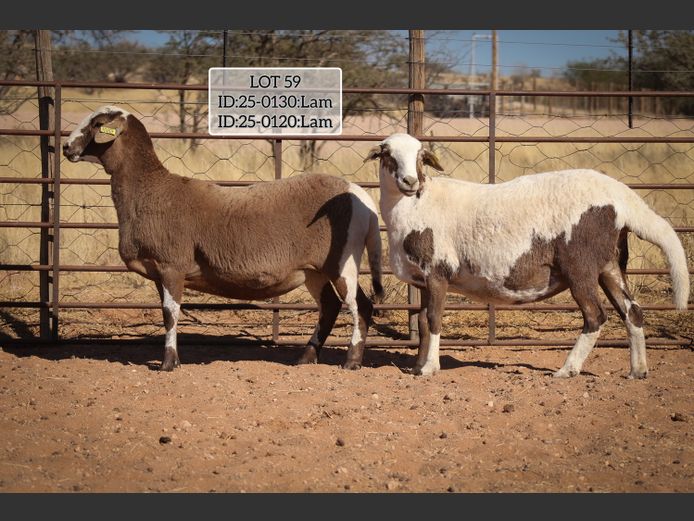 MAKKA LOUWRENS | 25-0120