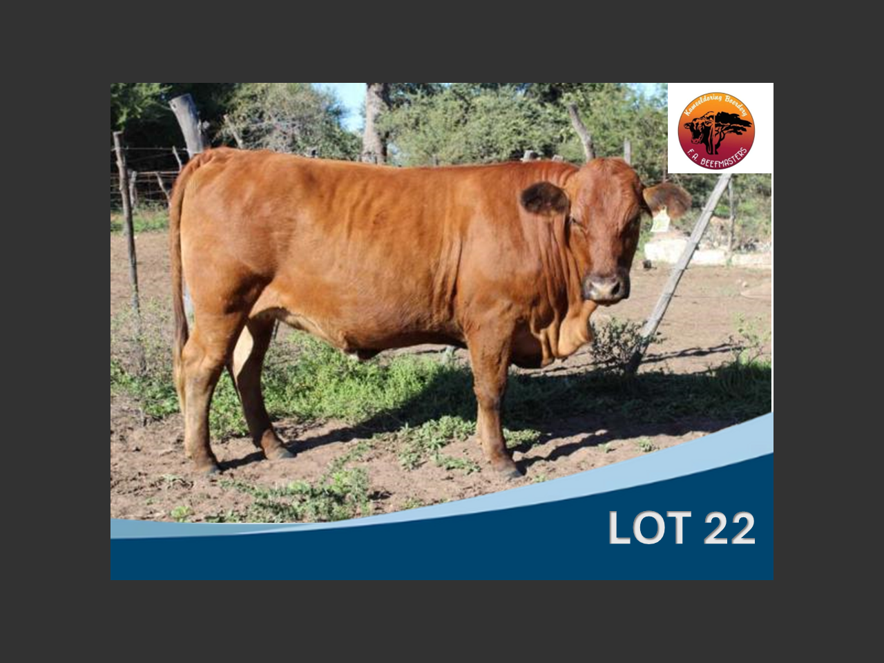 Lot 22 | LIMPOPO BEEFMASTER KLUB VEILING | SwiftVEE | South Africa’s ...