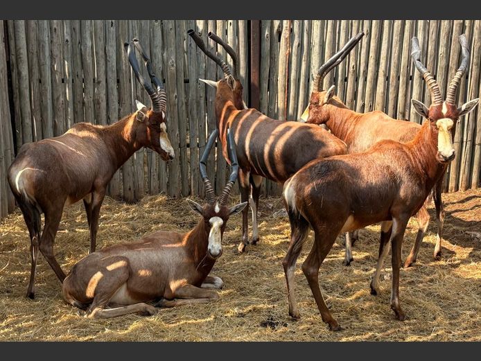 Geel Blesbok Ram