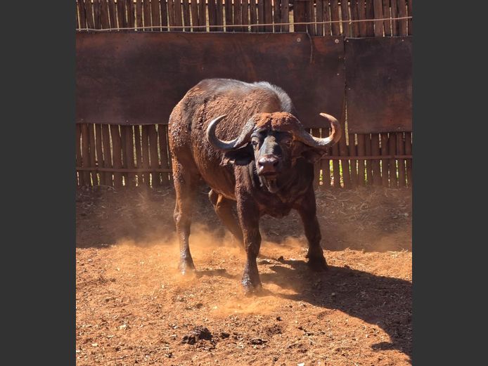BUFFEL | TSEKAMA