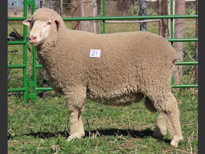 201 | Rooipoort Poenskop Merinos