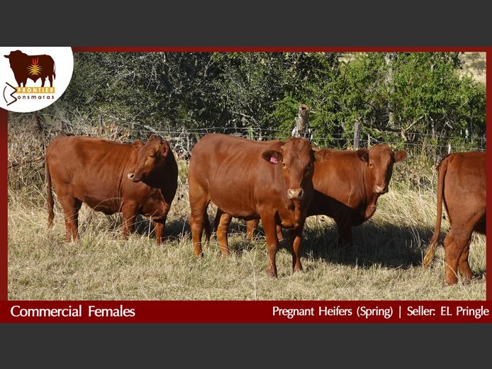 Commercial Animals | E L Pringle