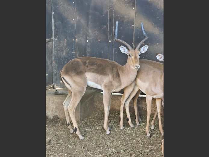 IMPALA | PWAB BOERDERY