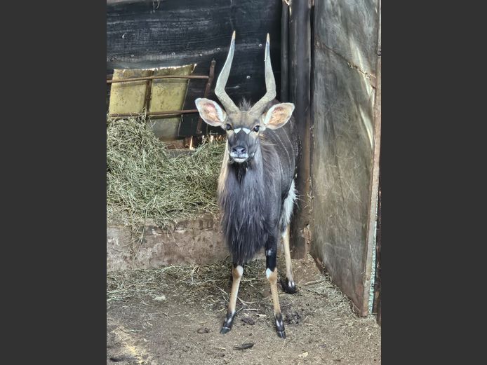 NYALA | LEBENKELE