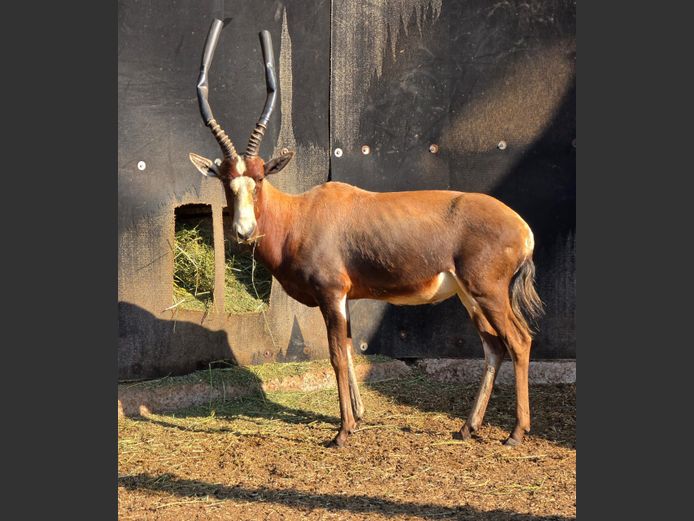 BLESBOK | BMG GAME BREEDERS