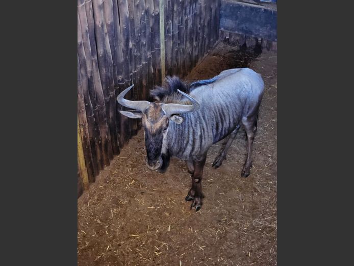 BLUE WILDEBEEST | RHINO