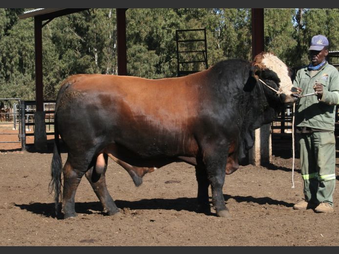 REG22526B | C RAUTENBACH