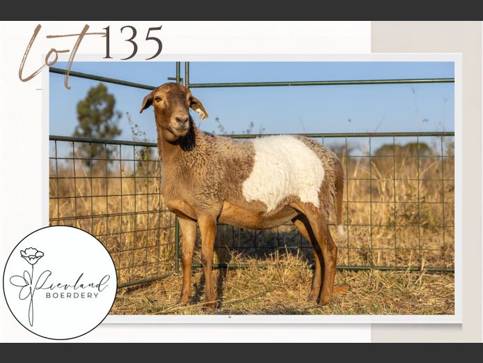 L526 | LIEVLAND BOSVELDERS