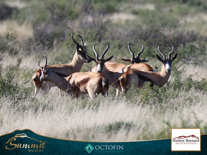 COPPER SPRINGBOK RAMS
