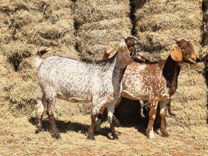 COMMERCIAL EWES | D Jansen van Vuuren