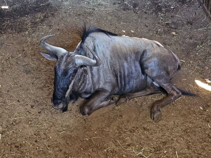 BLUEWILDEBEEST | NYANE GAME