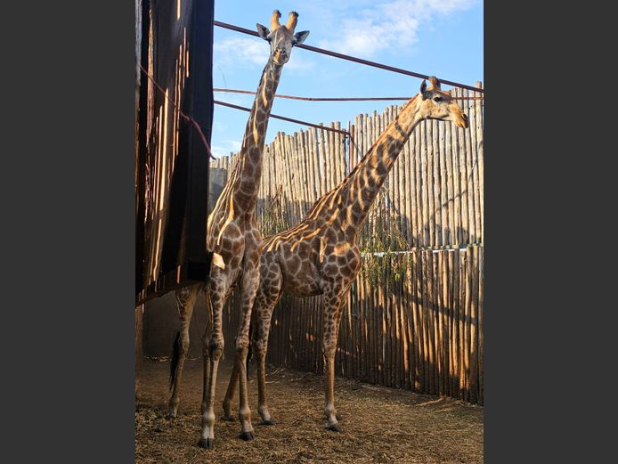 GIRAFFE | 3-SOUTH BDY