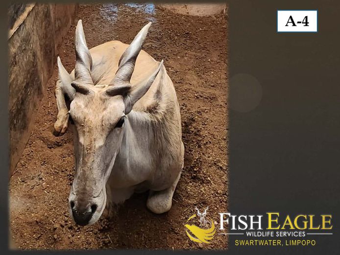ELAND