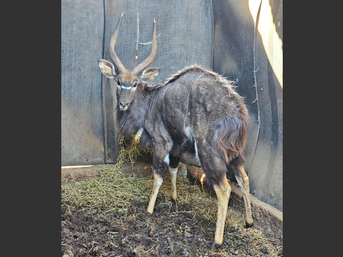 NYALA | BIG HORN