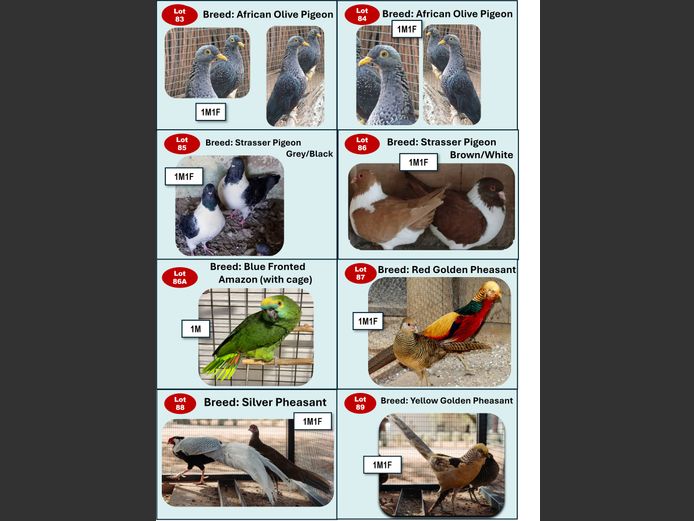 BLUE FRONTED AMAZON (WITH CAGE) | ANNUAL MYTILUS AND ELOFF