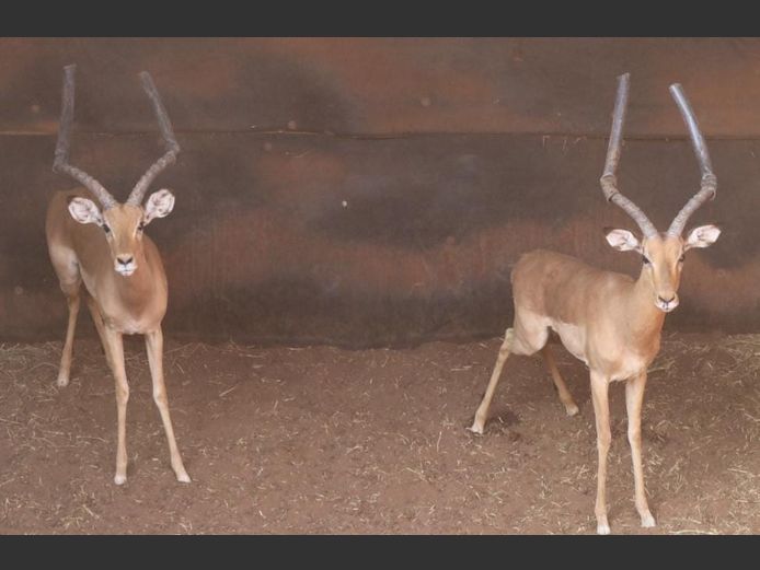 IMPALA
