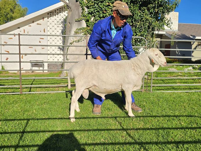 250019 | Lukie Steenkamp h/a Volkswerwe van Rooys
