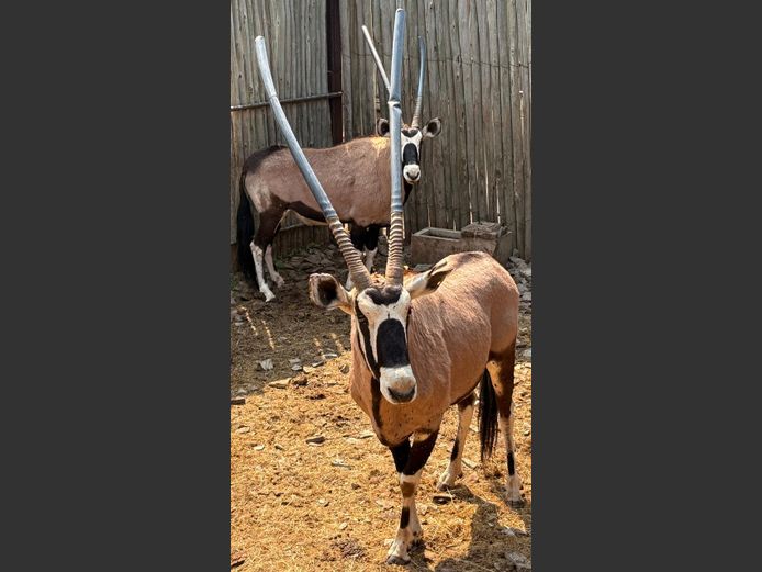 Gemsbok Bulle