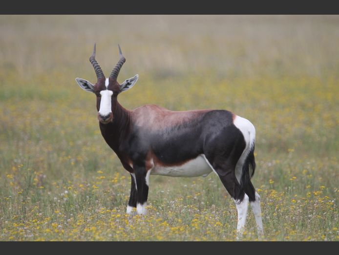 Bontebok | Melmin Farms (D Minnaar)
